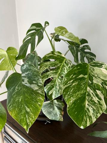 Monstera variegata cuttings beschikbaar voor biedingen