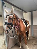 Allround springpaard Blue Velvet DW Z, Dieren en Toebehoren, Springpaard, Z, Ruin, Gechipt