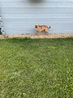 Chihuahua, Dieren en Toebehoren, België, Fokker | Hobbymatig, Reu, CDV (hondenziekte)