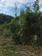 Gratis Bamboe, Jardin & Terrasse, Plantes | Arbustes & Haies, 100 à 250 cm, Enlèvement, Bambou