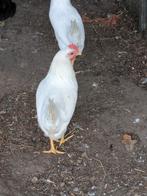 Witte leghorn, Dieren en Toebehoren