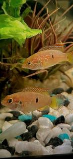 Warm water vissen, Dieren en Toebehoren, Vissen | Aquariumvissen, Overige typen, Zoetwatervis