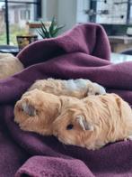 ch teddy cavia, Décembre, Domestique, Cobaye, Femelle