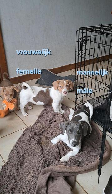 Lieve jack russell pups op boerderij ouders aanwezig  beschikbaar voor biedingen