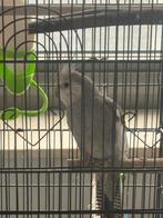 Calopsittes avec tous les accessoires à vendre, Plusieurs animaux, Perruche, Domestique