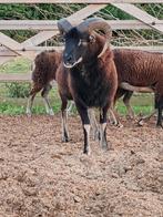 Zeer mooie Dekram Soay, Mannelijk, Schaap, 0 tot 2 jaar