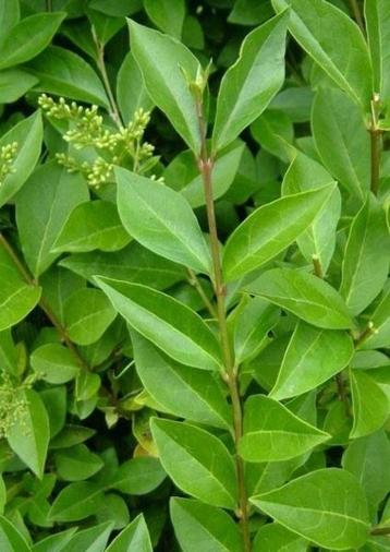 Ligustrum disponible aux enchères