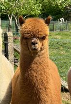 Jonge fawn alpaca hengst, Mannelijk