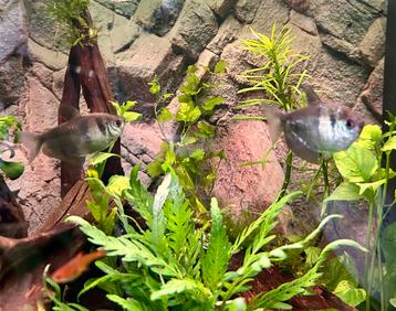 Zwarte tetra beschikbaar voor biedingen