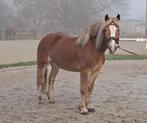 Knappe lieve haflinger merrie, Dieren en Toebehoren, 7 tot 10 jaar, Recreatiepony, Merrie, Gechipt