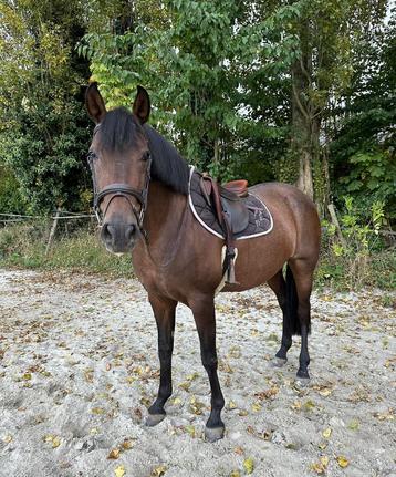 Lieve 10 jarige merrie  beschikbaar voor biedingen