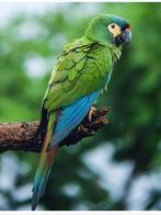 Gezocht kweekrijp koppel Ara maracana, Meerdere dieren, Papegaai, Geringd