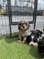 Prachtige cavapoo pups (cavalier king charles x dwergpoedel), Dieren en Toebehoren, Honden | Chihuahua's en Gezelschapshonden
