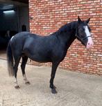 B-pony merrie (2009) – rustige plek gezocht, Dieren en Toebehoren, Merrie, Niet van toepassing, Met stamboom, 11 jaar of ouder