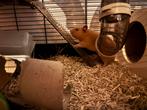 Goudhamster, Dieren en Toebehoren, Hamster, Mannelijk, December, Tam