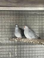 2 diamand duiven, Dieren en Toebehoren, Vogels | Duiven