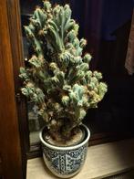 Grote Cactussen van 1m, 75cm & 3 andere van 25,30,40cm, Huis en Inrichting, Kamerplanten, Ophalen, Halfschaduw, Minder dan 100 cm