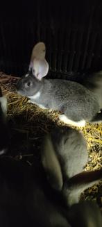 Jonge Duiseruezen, Dieren en Toebehoren, December, Meerdere dieren