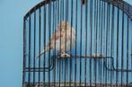 border pop, Dieren en Toebehoren