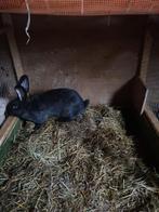 Vlaamse reus ram, Dieren en Toebehoren
