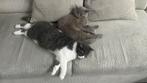 Chat British, Dieren en Toebehoren, Katten-accessoires, Ophalen of Verzenden
