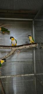Caïques tête noir, Femelle