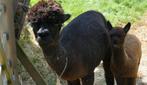 Rustige alpacamerrie Nore met cria Fleur, Meerdere dieren, 3 tot 5 jaar