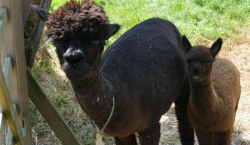 Rustige alpacamerrie Nore met cria Fleur beschikbaar voor biedingen