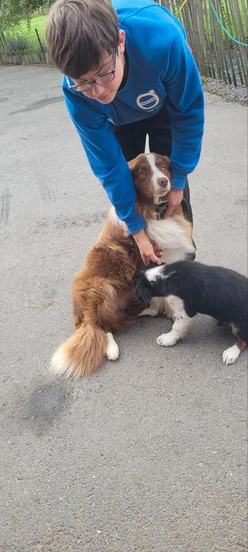 Border Collie reutje  beschikbaar voor biedingen