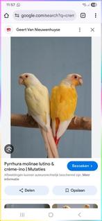 Creme ino pyrrhura, Dieren en Toebehoren