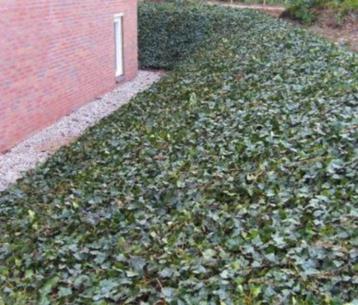 Hedera helix, klimop (bodembedekker/klimmer) GRATIS beschikbaar voor biedingen