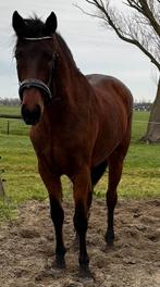 Mega connemara merrie met top pedigree! potentie in sport!, Animaux & Accessoires, Chevaux, Moins de 160 cm, 0 à 2 ans, Cheval de récréation