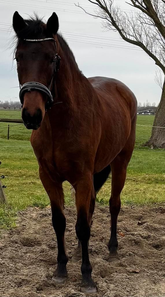 Mega connemara merrie met top pedigree! potentie in sport!, Animaux & Accessoires, Chevaux, Jument, Non dressé, Moins de 160 cm