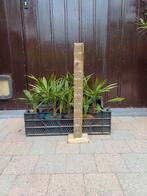 Trachycarpus fortunei, Tuin en Terras, Planten | Bomen, Ophalen, Palmboom