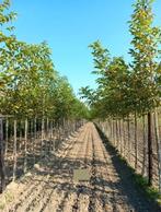 BUCCANEER OKKERNOOT HOOGSTAM BOMEN (Vuistnoten) , 25€/Stuk, Tuin en Terras, Ophalen, Volle zon, Vaste plant, Fruitplanten