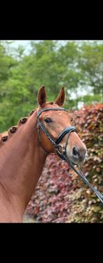 Super knappe 3 jarige Kjento X Sirius, Débourré, Hongre