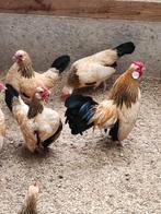 Zeldzaam citroen columbia Javakrielen., Dieren en Toebehoren, Pluimvee