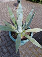 Grote agave, Zomer, Ophalen
