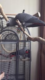 Gris du Gabon 5 mois / male et femelle / ne sont pas frère, Dieren en Toebehoren, Vogels | Parkieten en Papegaaien, Vrouwelijk