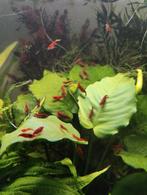Bloody mary garnalen, Dieren en Toebehoren