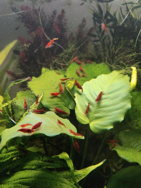 Bloody mary garnalen, Dieren en Toebehoren, Vissen | Aquariumvissen