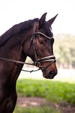 Leuk dressuurpaard te koop!, Dieren en Toebehoren, Paarden, Gechipt, Ruin, Dressuurpaard, L
