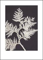 Ingekaderde botanische art print Pernille Folcarelli, Bomose Allé 7B 3200 Helsinge, Mail@pernillefolcarelli.dk, Ophalen of Verzenden