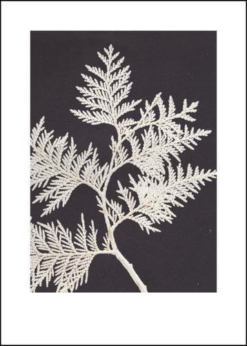 Ingekaderde botanische art print Pernille Folcarelli beschikbaar voor biedingen