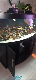 Aquarium juwel 450, Gebruikt, Ophalen, Gevuld zoetwateraquarium