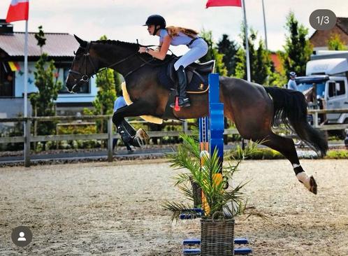 10 jarig springpaard te koop, Dieren en Toebehoren, Paarden, Merrie, Z, 165 tot 170 cm, 7 tot 10 jaar, Springpaard, Met stamboom