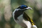 blauwgezicht honingeters, Dieren en Toebehoren, Vogels | Overige Vogels, Mannelijk, Tropenvogel