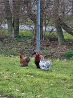 Broedeieren cochin kriel