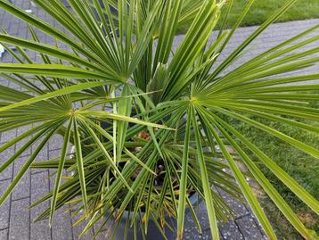 Palmbomen, Enlèvement