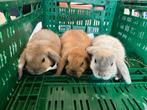 Hangoor konijntjes, Meerdere dieren, Dwerg, Hangoor, 0 tot 2 jaar